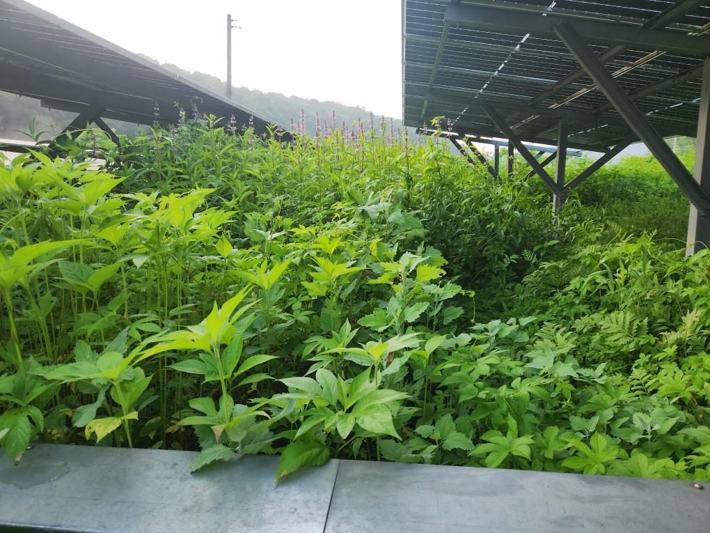 동중리 동중발전소 예초 작업 전