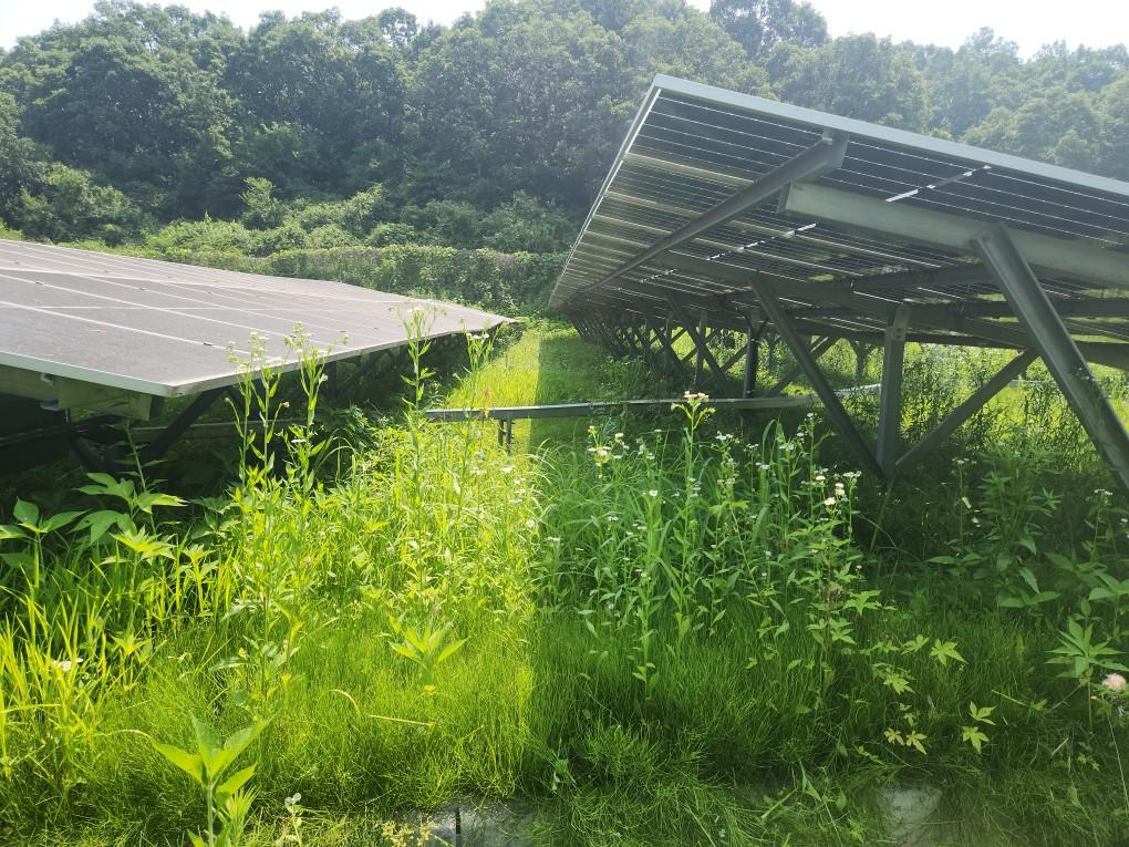 북삼리 북삼발전소 예초 작업 전