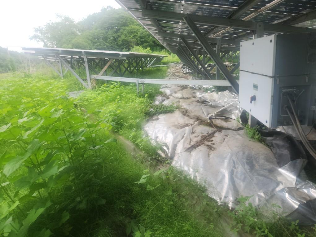 북삼리 북삼발전소 예초 작업 전