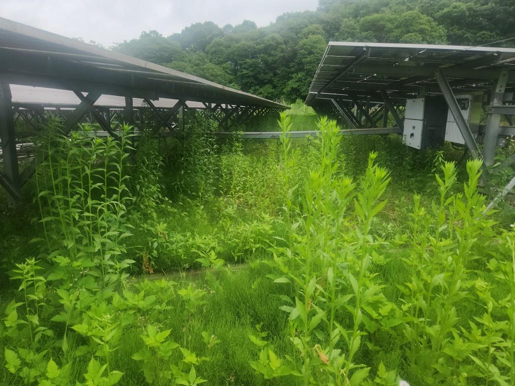 북삼리 북삼발전소 예초 작업 전