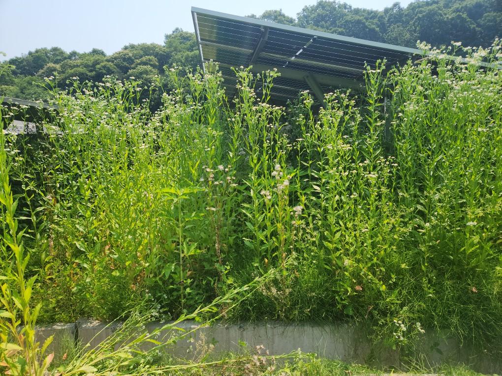 북삼리 북삼발전소 예초 작업 전