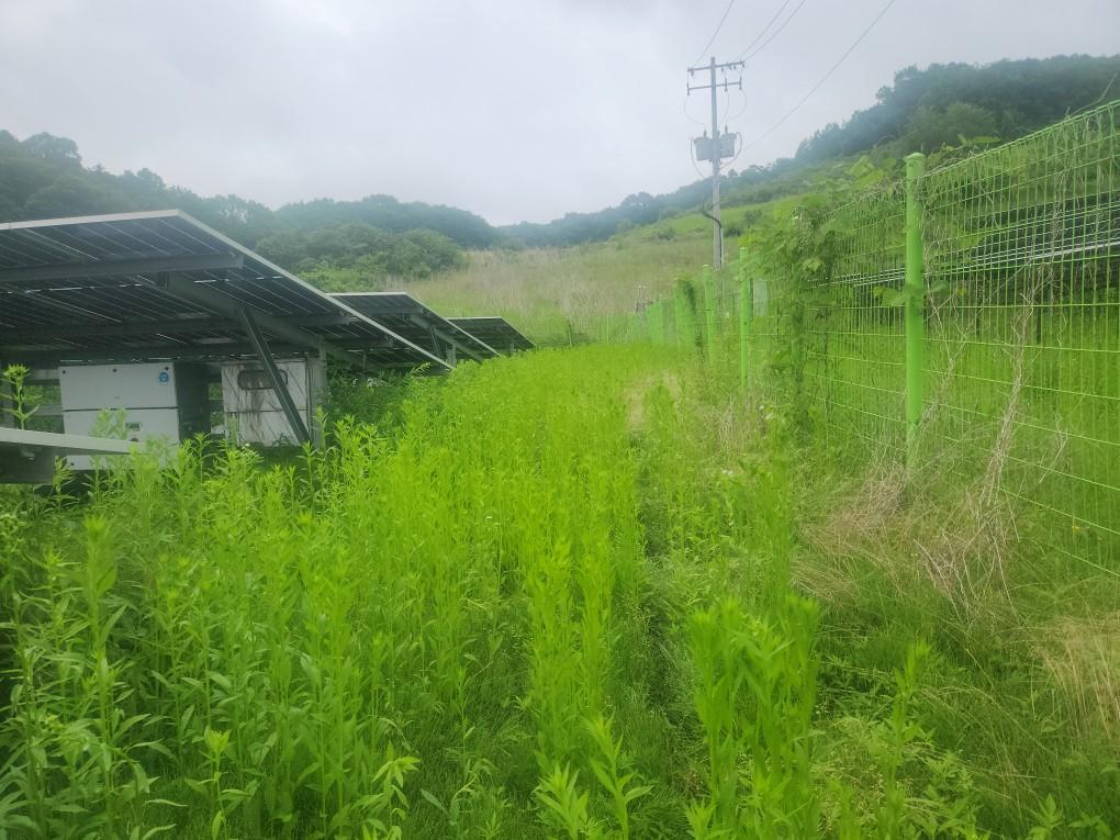 북삼리 북삼발전소 예초 작업 전