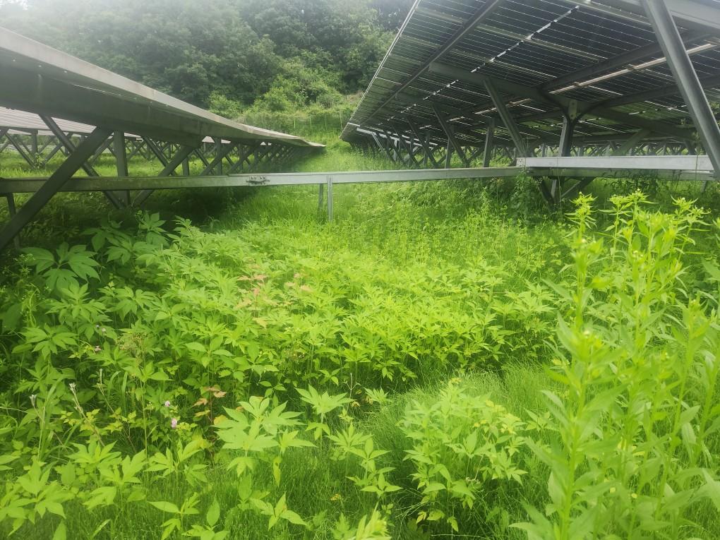 북삼리 북삼발전소 예초 작업 전