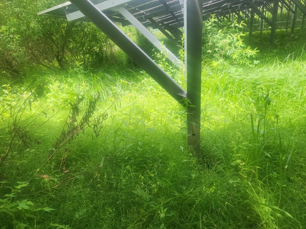 선곡리 제이엘선곡발전소 예초 작업 전