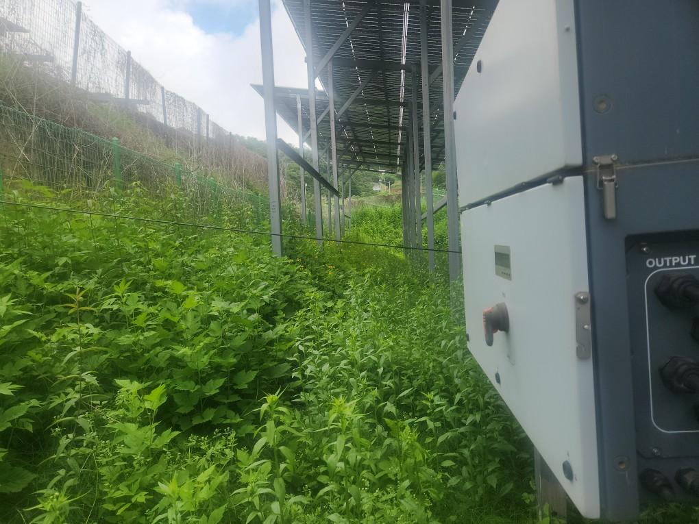 선곡리 제이엘선곡발전소 예초 작업 전
