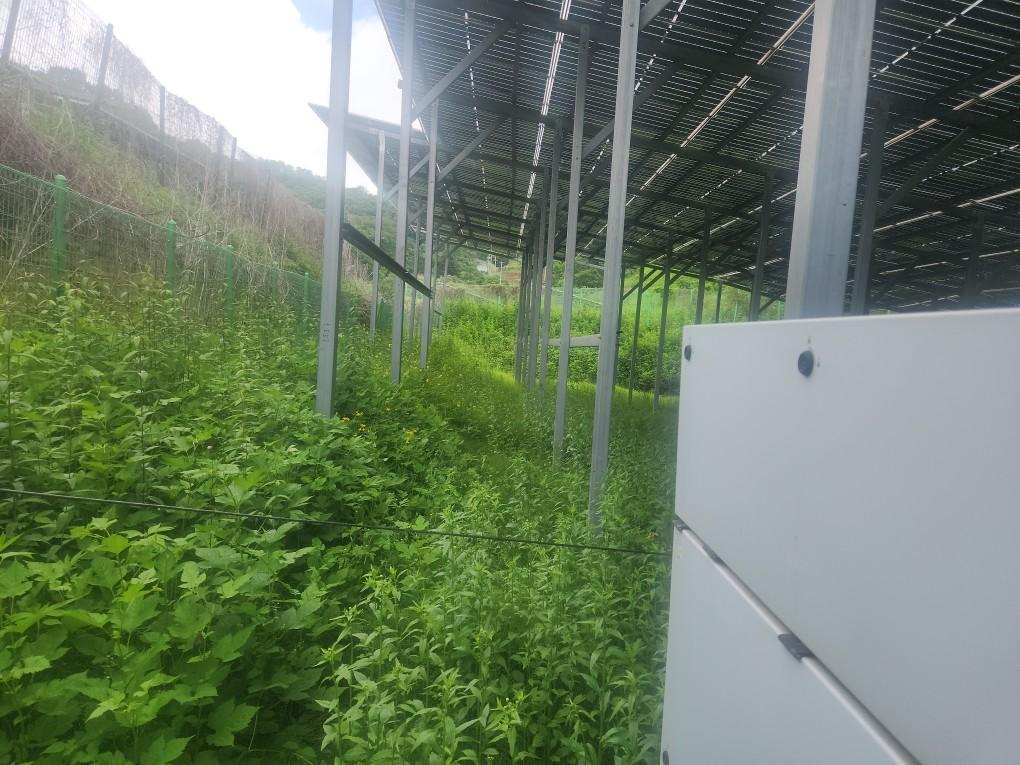 선곡리 제이엘선곡발전소 예초 작업 전