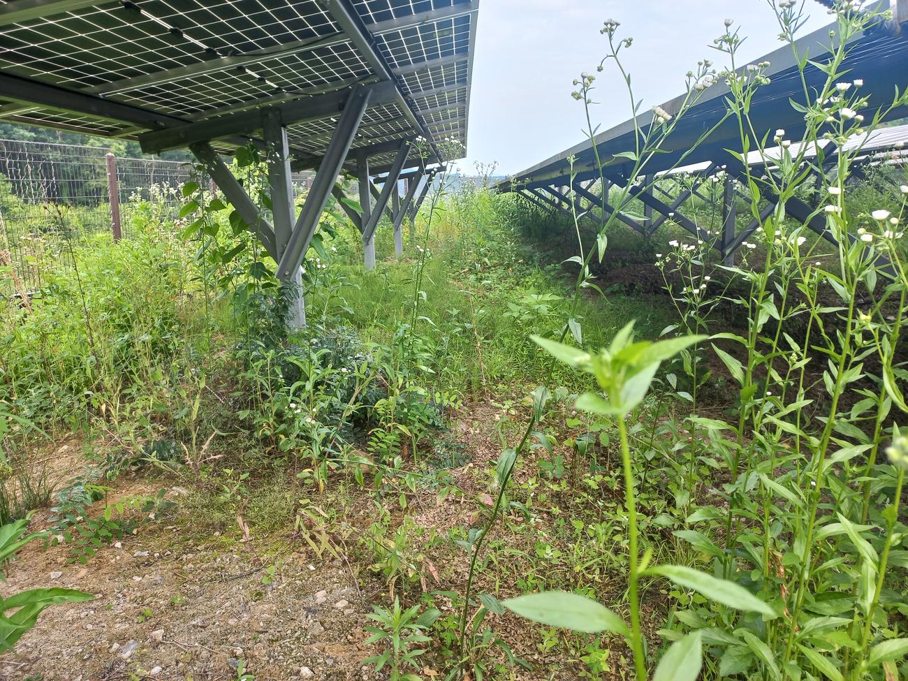 선곡리 햇빛선곡발전소 예초 작업 전