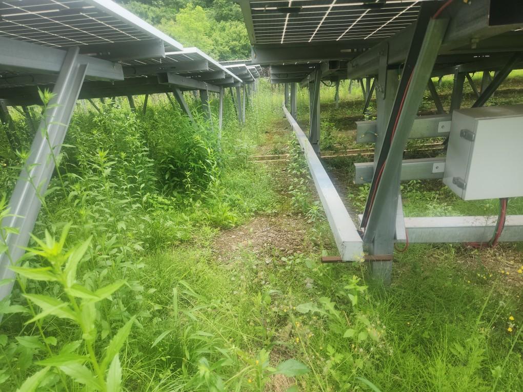 선곡리 햇빛선곡발전소 예초 작업 전
