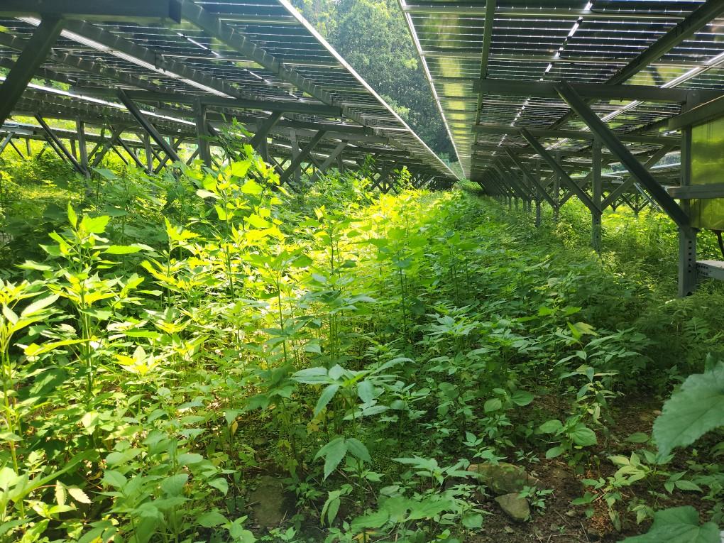 옥계리 옥계발전소 예초 작업 전