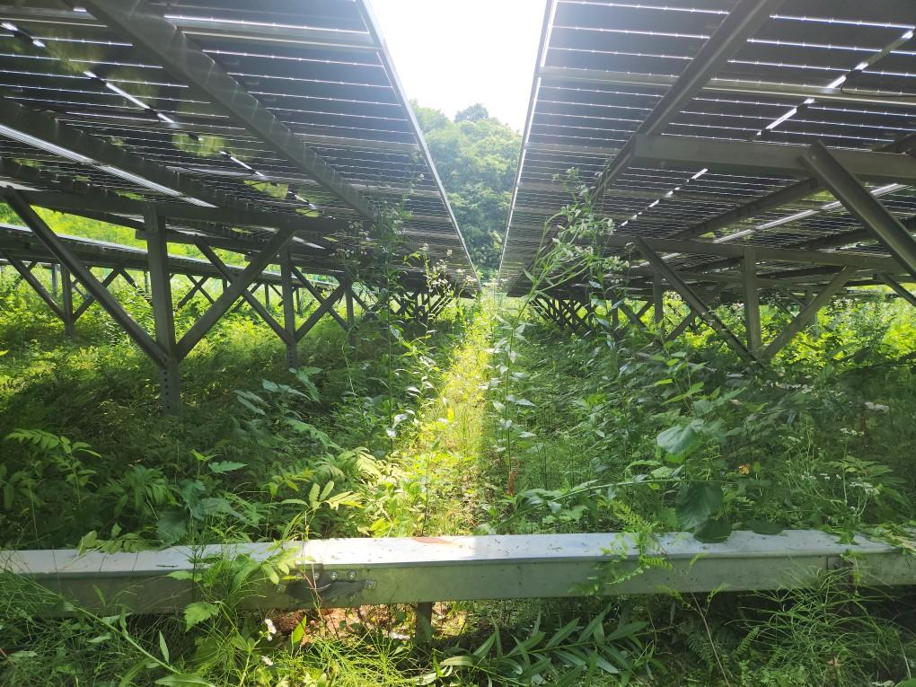 옥계리 옥계발전소 예초 작업 전