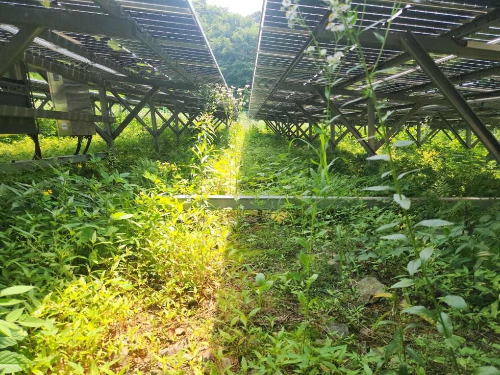 옥계리 옥계발전소 예초 작업 전