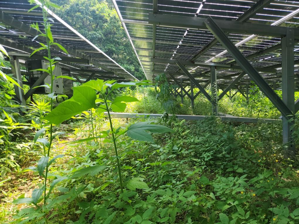 옥계리 옥계발전소 예초 작업 전