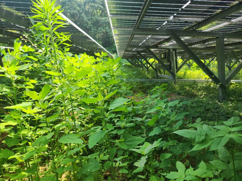 옥계리 옥계발전소 예초 작업 전