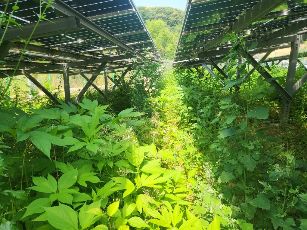 옥계리 옥계발전소 예초 작업 전
