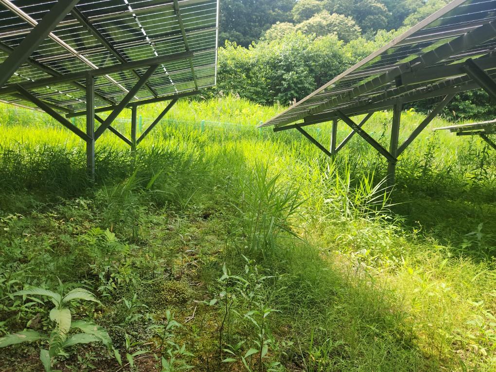 왕림리 왕왕발전소 예초 작업 전