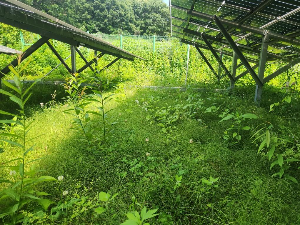 왕림리 왕왕발전소 예초 작업 전