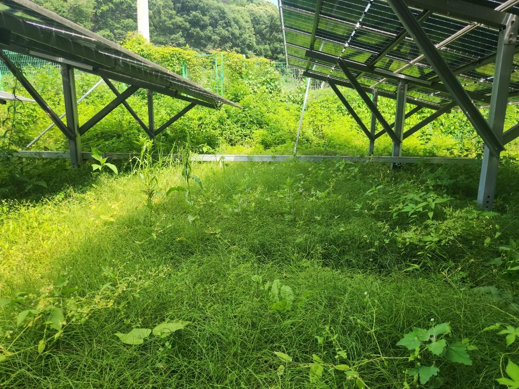왕림리 왕왕발전소 예초 작업 전