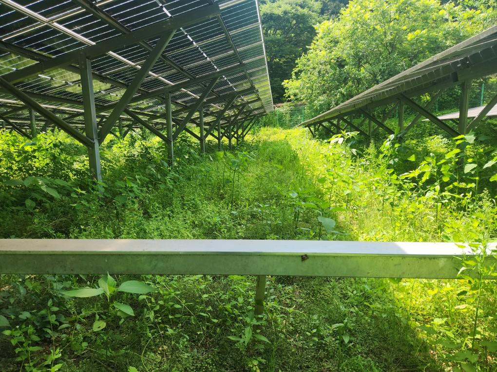 왕림리 왕왕발전소 예초 작업 전
