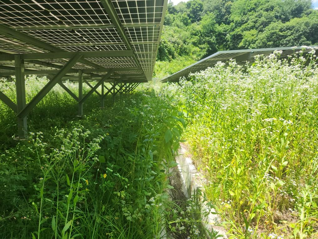 동막리 금성발전소 예초 작업 전