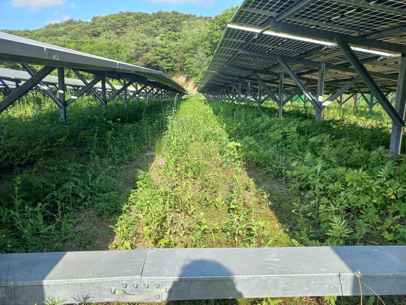 학사리 쏠라케어발전소 예초 작업 전