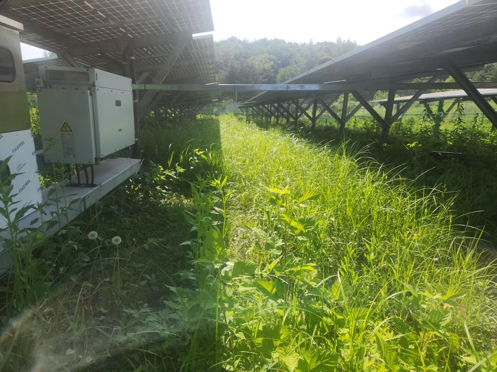 학사리 학사발전소 예초 작업 전