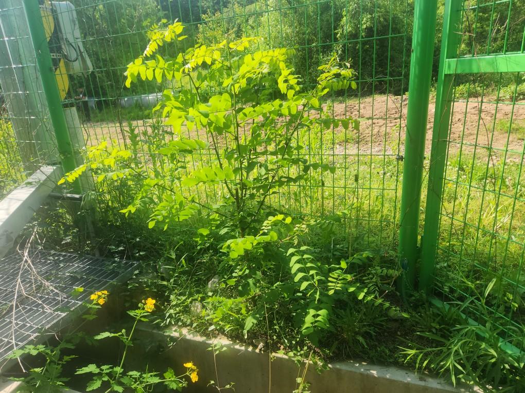 학사리 학사발전소 예초 작업 전