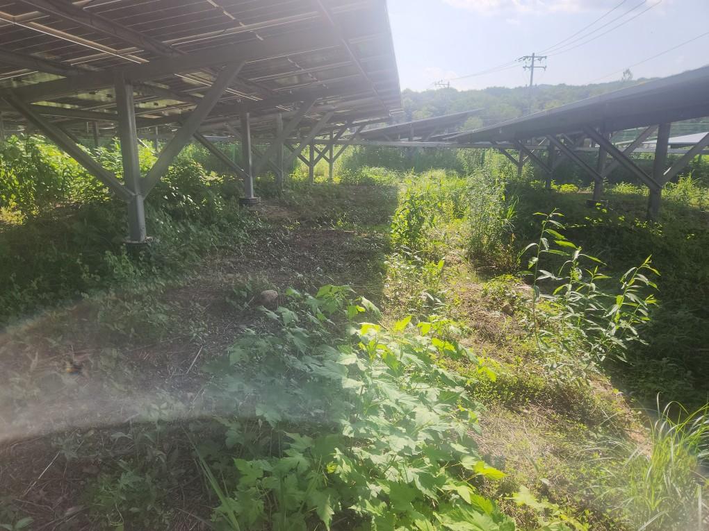 학사리 학사발전소 예초 작업 전