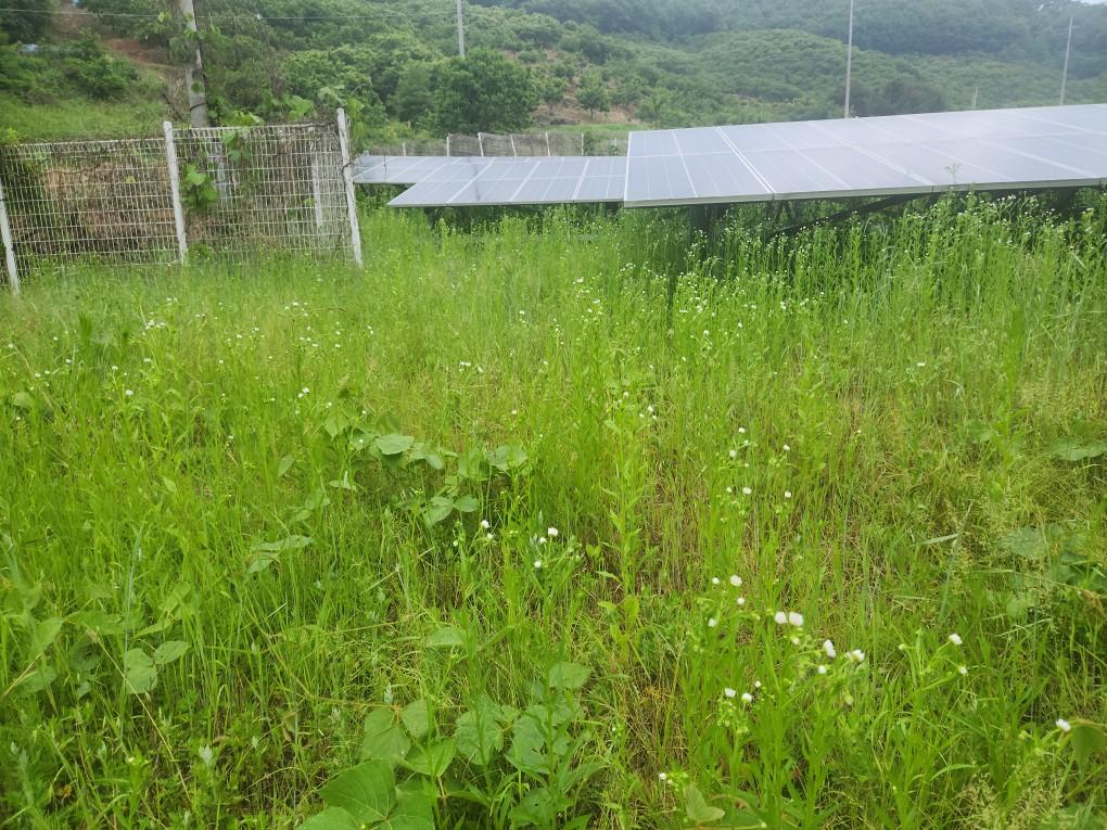 장록리 하늘태양광발전소 예초 작업 전
