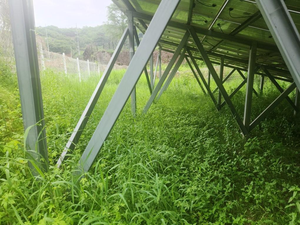장록리 하늘태양광발전소 예초 작업 전
