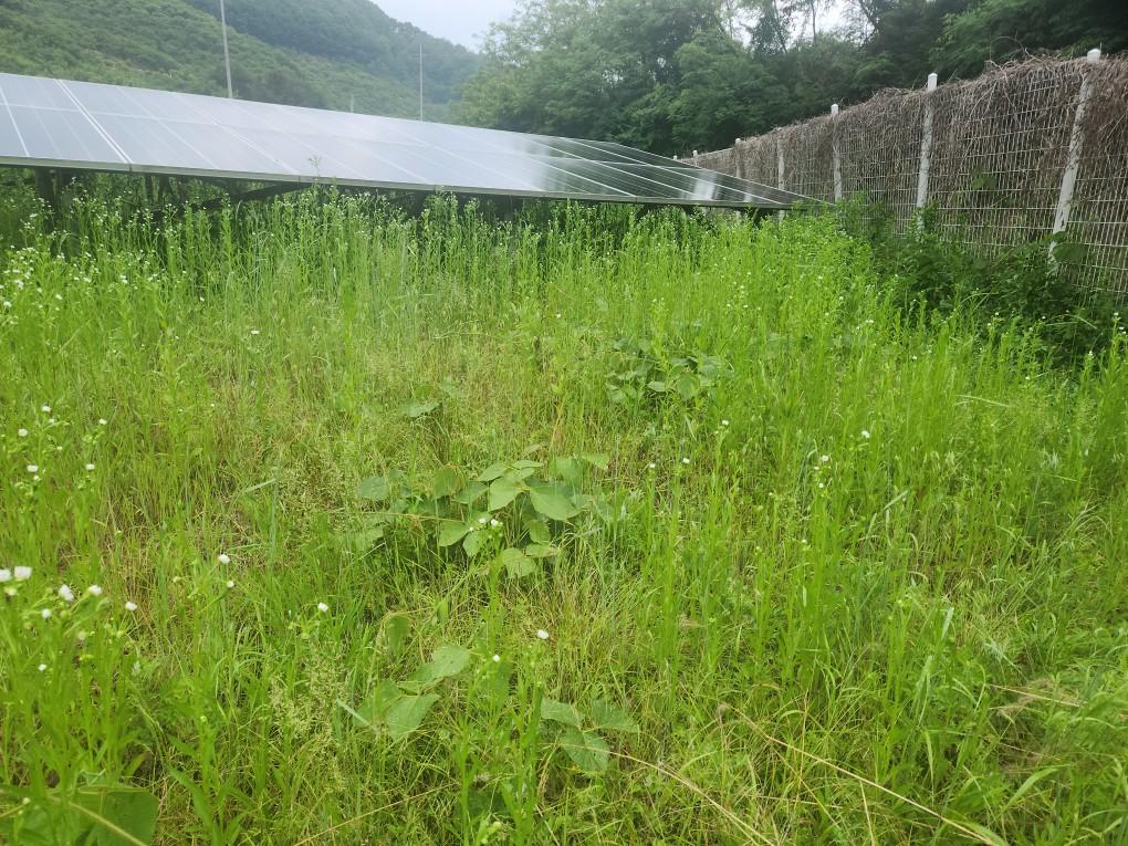 장록리 하늘태양광발전소 예초 작업 전