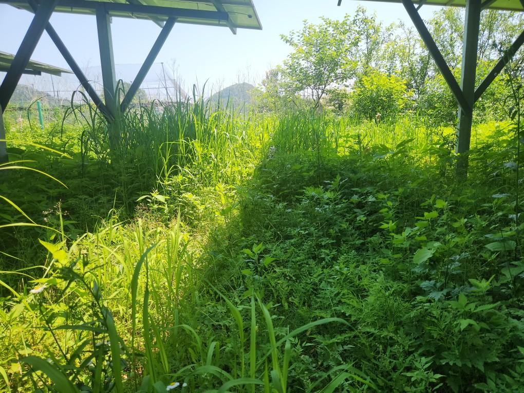 적암리 적암발전소 예초 작업 전